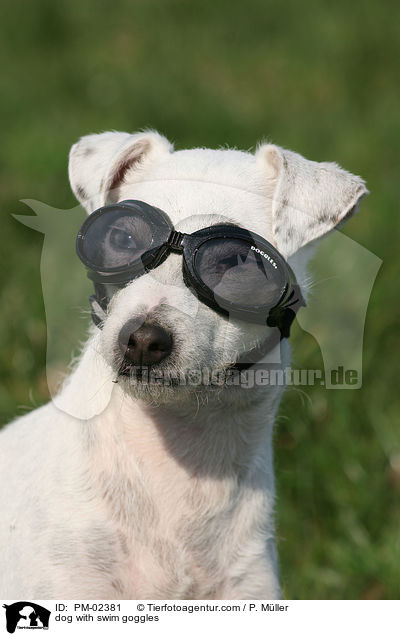 Hund mit Schwimmbrille / dog with swim goggles / PM-02381