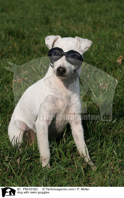 Hund mit Schwimmbrille / dog with swim goggles / PM-02382