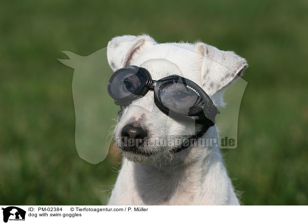 Hund mit Schwimmbrille / dog with swim goggles / PM-02384