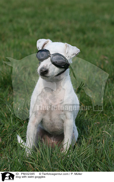 Hund mit Schwimmbrille / dog with swim goggles / PM-02385