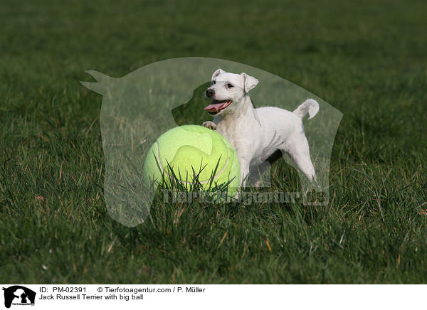 Jack Russell Terrier with big ball / PM-02391