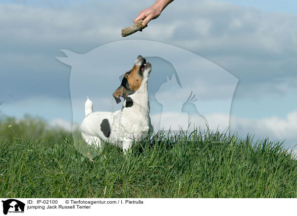 springender Jack Russell Terrier / jumping Jack Russell Terrier / IP-02100