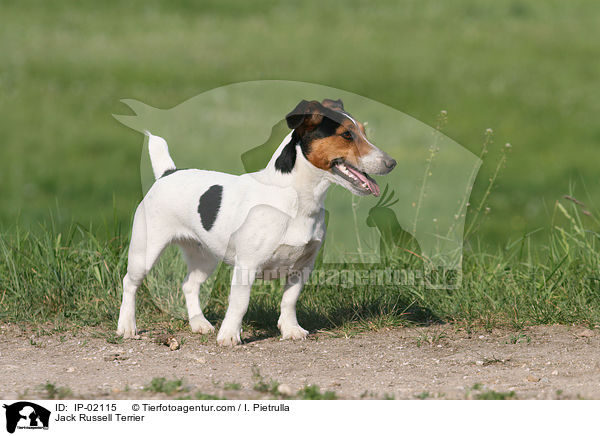 Jack Russell Terrier / Jack Russell Terrier / IP-02115