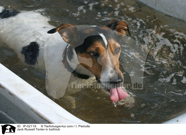 Jack Russell Terrier in Badewanne / Jack Russell Terrier in bathtub / IP-02119