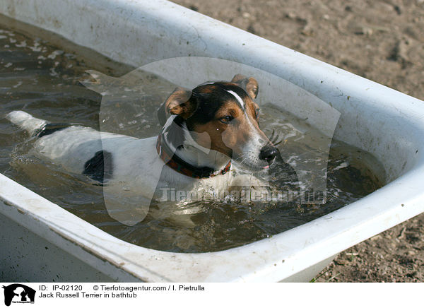 Jack Russell Terrier in Badewanne / Jack Russell Terrier in bathtub / IP-02120