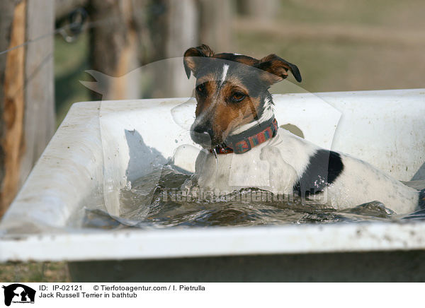 Jack Russell Terrier in Badewanne / Jack Russell Terrier in bathtub / IP-02121