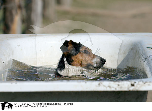 Jack Russell Terrier in Badewanne / Jack Russell Terrier in bathtub / IP-02122