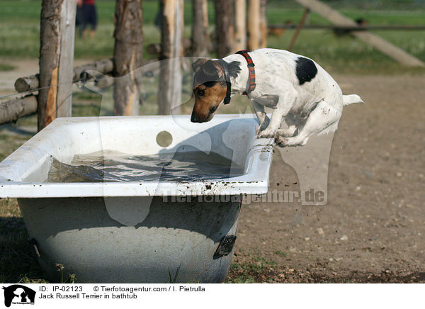 Jack Russell Terrier in Badewanne / Jack Russell Terrier in bathtub / IP-02123