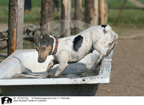 Jack Russell Terrier in Badewanne / Jack Russell Terrier in bathtub / IP-02124