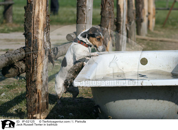 Jack Russell Terrier in Badewanne / Jack Russell Terrier in bathtub / IP-02125