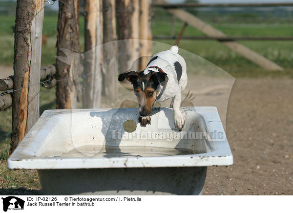 Jack Russell Terrier in Badewanne / Jack Russell Terrier in bathtub / IP-02126