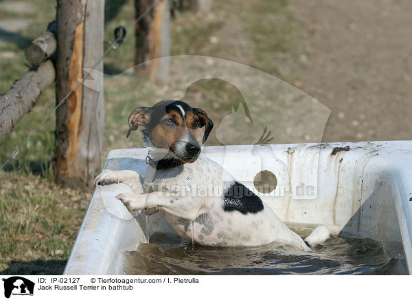 Jack Russell Terrier in bathtub / IP-02127