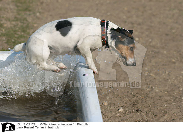 Jack Russell Terrier in Badewanne / Jack Russell Terrier in bathtub / IP-02128