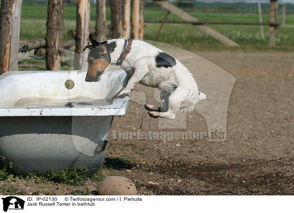 Jack Russell Terrier in Badewanne / Jack Russell Terrier in bathtub / IP-02130