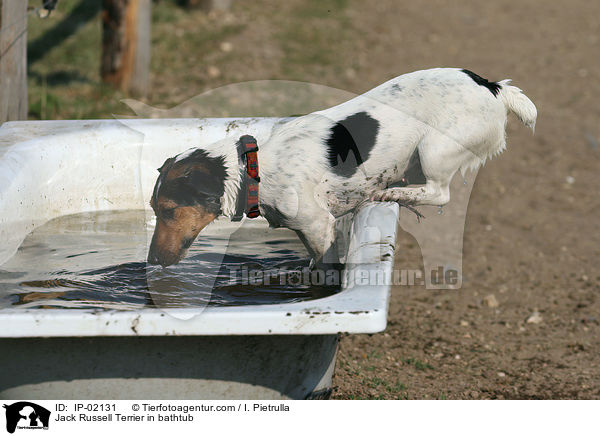 Jack Russell Terrier in Badewanne / Jack Russell Terrier in bathtub / IP-02131