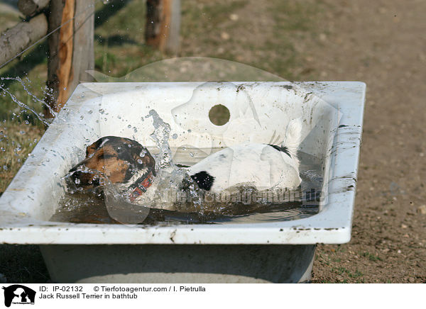 Jack Russell Terrier in Badewanne / Jack Russell Terrier in bathtub / IP-02132