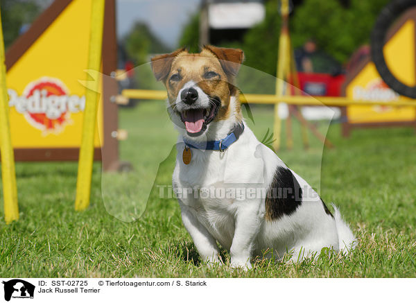 Jack Russell Terrier / Jack Russell Terrier / SST-02725