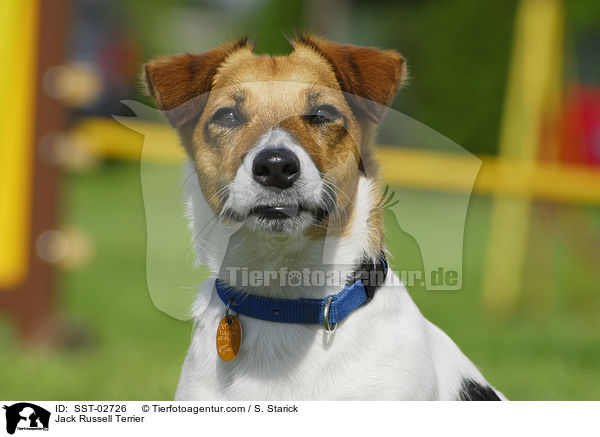 Jack Russell Terrier / Jack Russell Terrier / SST-02726