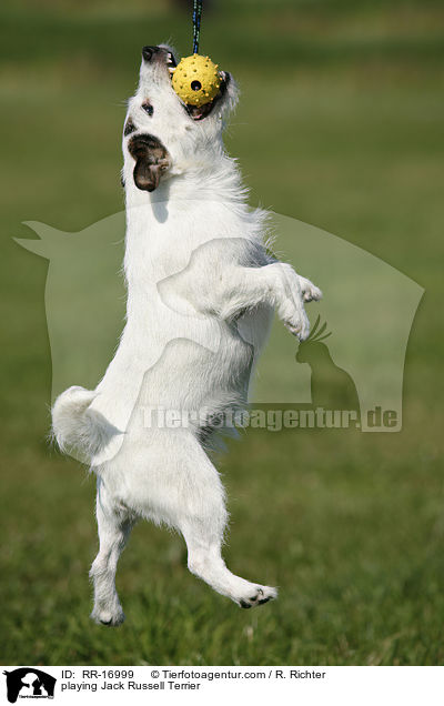playing Jack Russell Terrier / RR-16999
