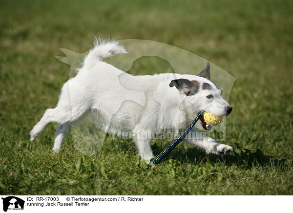 running Jack Russell Terrier / RR-17003