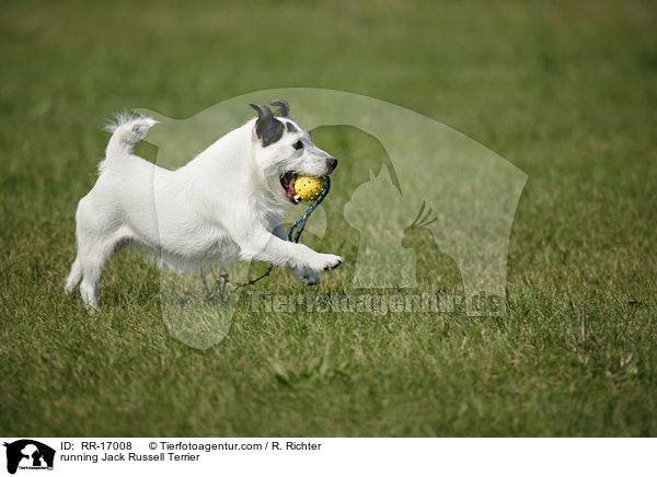 running Jack Russell Terrier / RR-17008