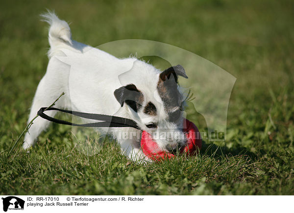 playing Jack Russell Terrier / RR-17010