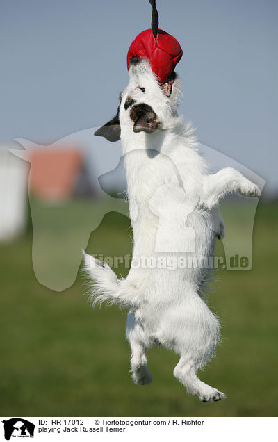 playing Jack Russell Terrier / RR-17012