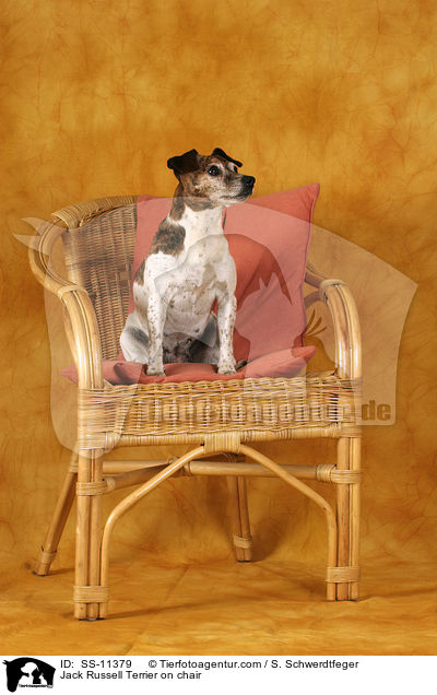 Jack Russell Terrier auf Stuhl / Jack Russell Terrier on chair / SS-11379