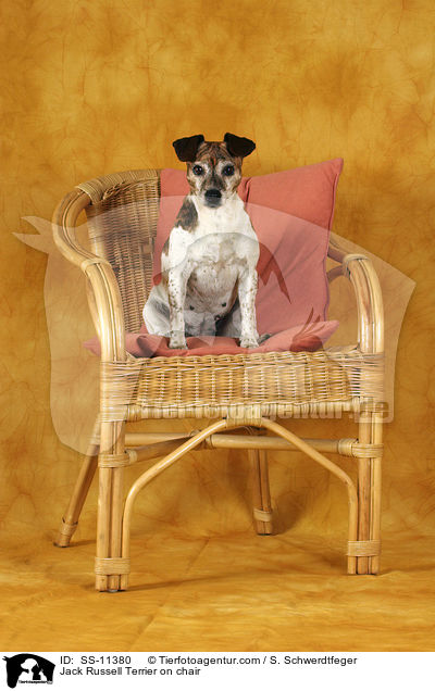 Jack Russell Terrier on chair / SS-11380