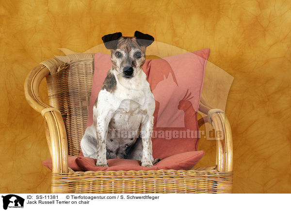 Jack Russell Terrier on chair / SS-11381
