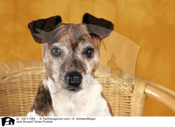 Jack Russell Terrier Portrait / Jack Russell Terrier Portrait / SS-11384