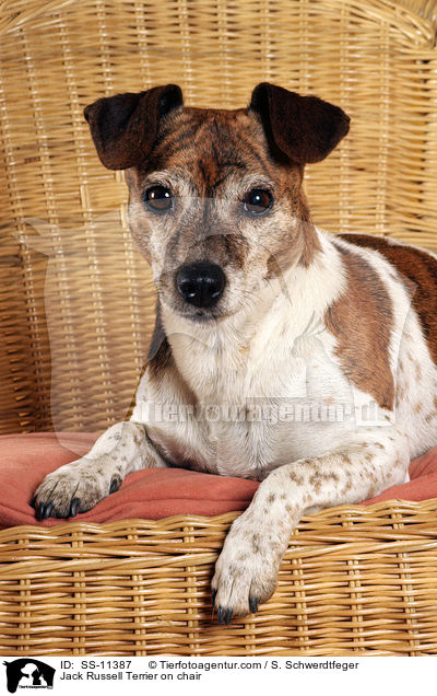 Jack Russell Terrier on chair / SS-11387