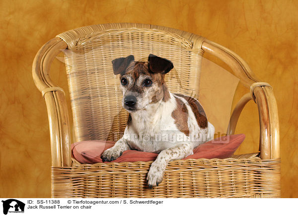 Jack Russell Terrier auf Stuhl / Jack Russell Terrier on chair / SS-11388