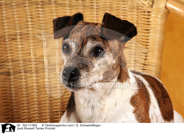 Jack Russell Terrier Portrait / SS-11389