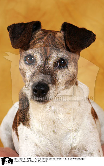 Jack Russell Terrier Portrait / Jack Russell Terrier Portrait / SS-11398