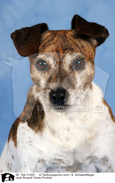 Jack Russell Terrier Portrait / Jack Russell Terrier Portrait / SS-11400