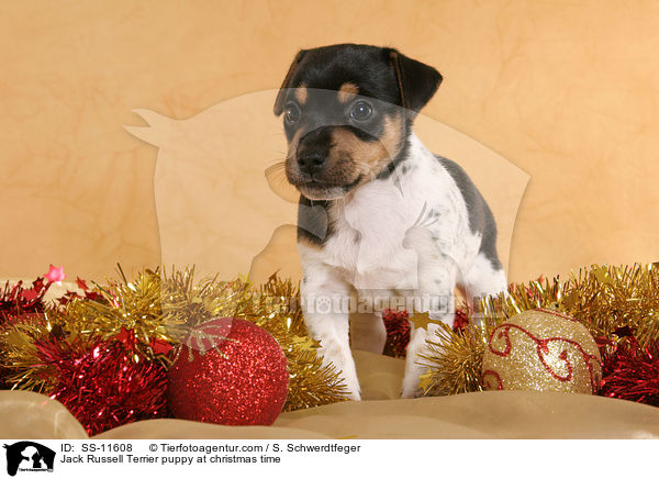Jack Russell Terrier puppy at christmas time / SS-11608