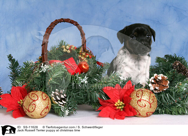 Jack Russell Terrier Welpe zur Weihnachtszeit / Jack Russell Terrier puppy at christmas time / SS-11628
