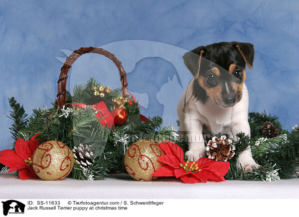Jack Russell Terrier Welpe zur Weihnachtszeit / Jack Russell Terrier puppy at christmas time / SS-11633
