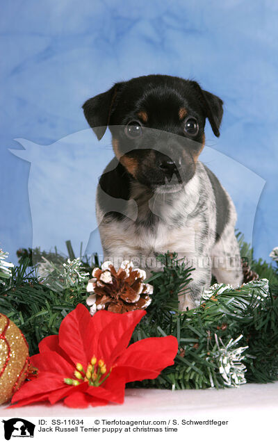 Jack Russell Terrier Welpe zur Weihnachtszeit / Jack Russell Terrier puppy at christmas time / SS-11634