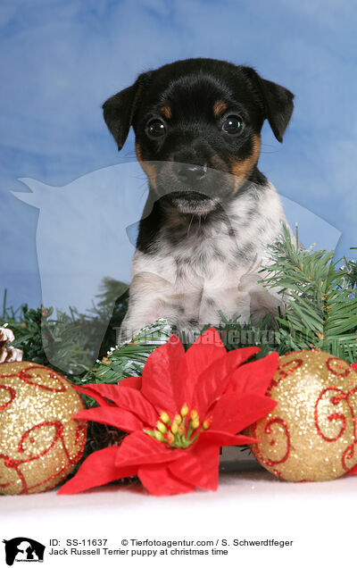Jack Russell Terrier Welpe zur Weihnachtszeit / Jack Russell Terrier puppy at christmas time / SS-11637