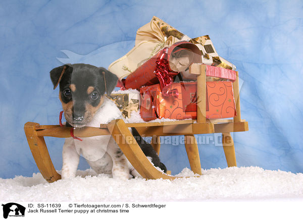 Jack Russell Terrier Welpe zur Weihnachtszeit / Jack Russell Terrier puppy at christmas time / SS-11639
