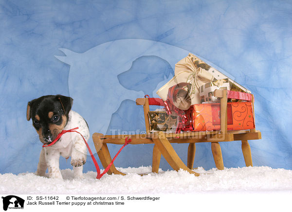 Jack Russell Terrier Welpe zur Weihnachtszeit / Jack Russell Terrier puppy at christmas time / SS-11642