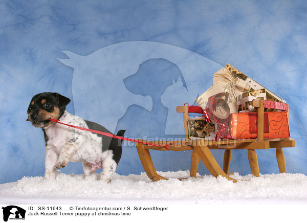 Jack Russell Terrier puppy at christmas time / SS-11643