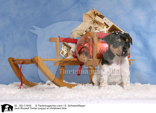 Jack Russell Terrier Welpe zur Weihnachtszeit / Jack Russell Terrier puppy at christmas time / SS-11645