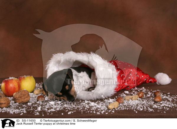 Jack Russell Terrier Welpe zur Weihnachtszeit / Jack Russell Terrier puppy at christmas time / SS-11650