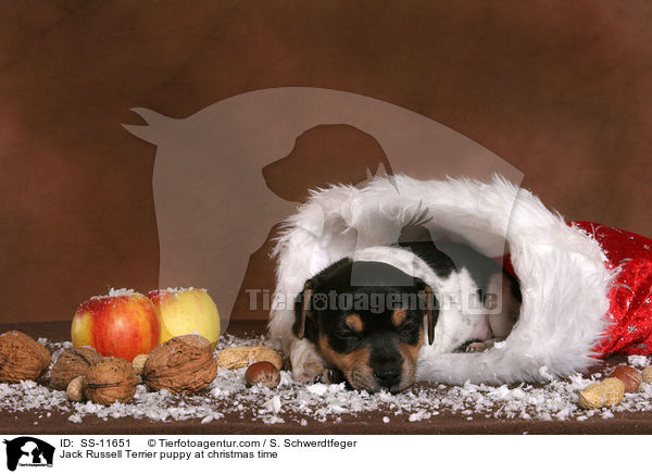 Jack Russell Terrier Welpe zur Weihnachtszeit / Jack Russell Terrier puppy at christmas time / SS-11651