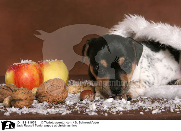 Jack Russell Terrier Welpe zur Weihnachtszeit / Jack Russell Terrier puppy at christmas time / SS-11653