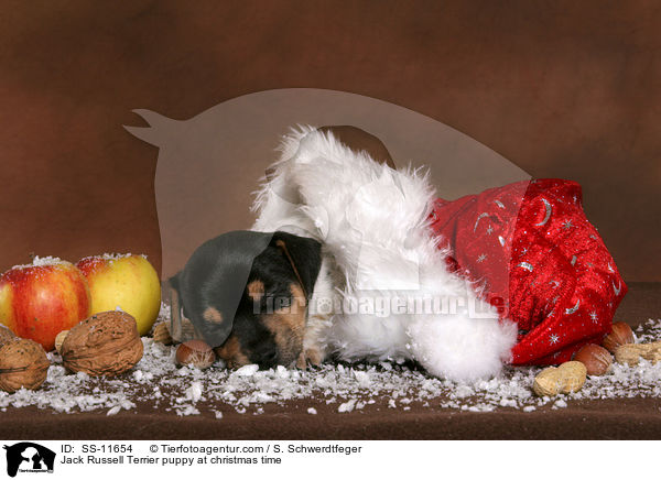 Jack Russell Terrier Welpe zur Weihnachtszeit / Jack Russell Terrier puppy at christmas time / SS-11654