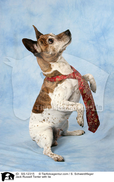 Jack Russell Terrier mit Krawatte / Jack Russell Terrier with tie / SS-12315
